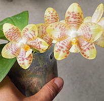 Орхідея Phal. Chang Maw Jade x

Gigantea ,  Підліток 1,7, aroma