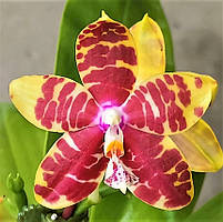 Орхідея Phal. Flash Butterfly ,  Підліток 1,7, aroma