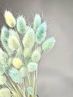 Сухоцвет крашеный натуральный Лагурус Молочно-Голубой Микс