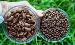 Кава смажена пакет зерно 500гр Арабіка/Марагоджип Тм Галка