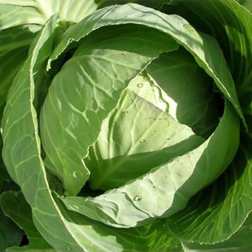 Насіння капусти Козачок F1 (0,5г), фото 1