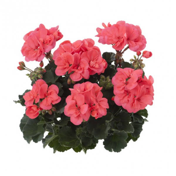 

Пеларгония Dolce Vita Lisa Hot Coral