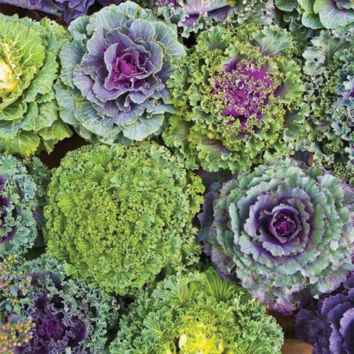 Насіння капусти декоративна Преміум суміш (0,15 г), фото 1