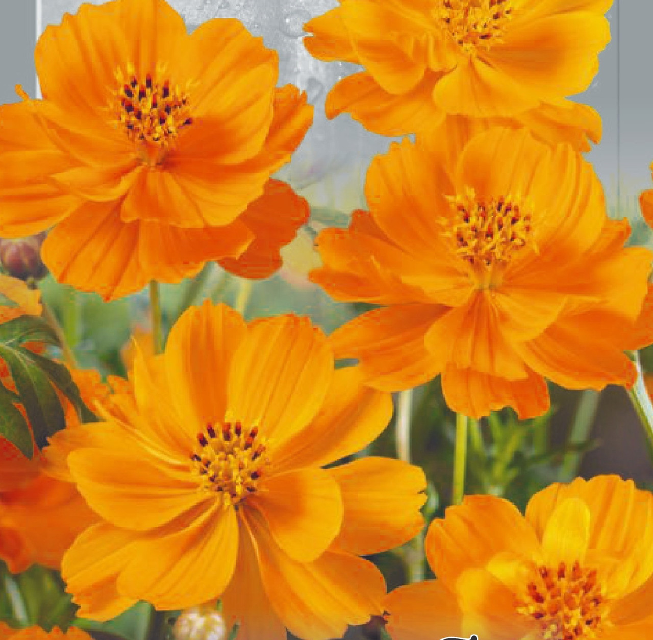 Космея Оранжева Seedera 0.5 г, фото 1