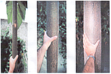 Павловнія повстяна (войлочна) насіння (близько 2500 шт) (Paulownia tomentosa) медонос алюмінієве дерево морозостійка для саджанців, фото 8