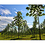 Павловнія Шан Тонг насіння (50 шт) (Paulownia Shan Tong) алюмінієве дерево морозостійка для деревини швидкоростуча, фото 7