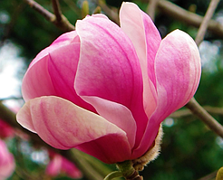 Магнолія Pink Goblet (Пінк глобет) 145см