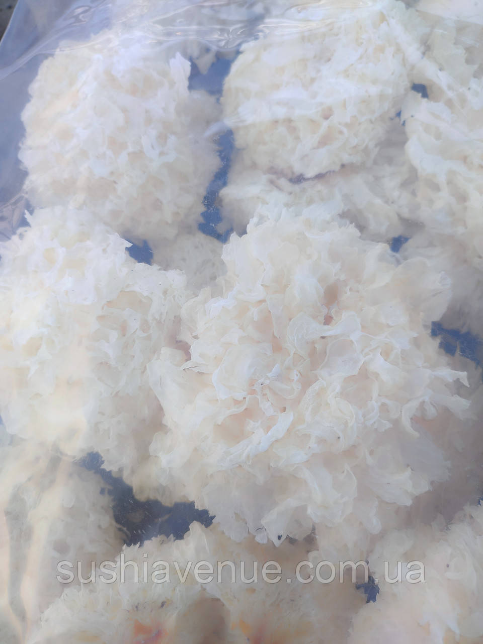Коралловый гриб 1кг - фото 2 - id-p937611242