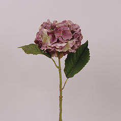Квітка Гортензія фіолетова 71113