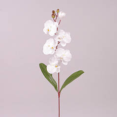 Квітка Фаленопсис біла 73148
