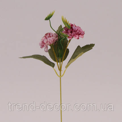 Квітка Оксамитка темно-фіолетова 72477, фото 2