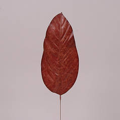 Лист Філодендрона коричневий 71881