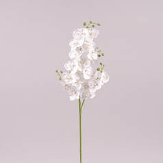 Квітка Фаленопсис біла 71983