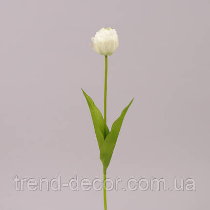 Квітка Тюльпан біла 71481, фото 2