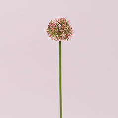 Квітка Часнику біло-рожева 72882