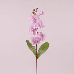 Квітка Фаленопсис фіолетова 73013