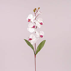 Квітка Фаленопсис біла з бордовою серединкою 73014