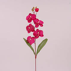 Квітка Фаленопсис малинова 73016