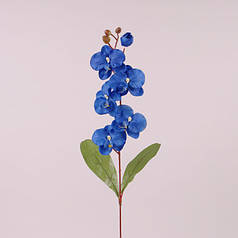 Квітка Фаленопсис синя 73018