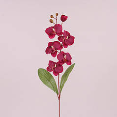 Квітка Фаленопсис бордова 73021
