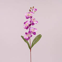 Квітка Фаленопсис фіолетова 73022
