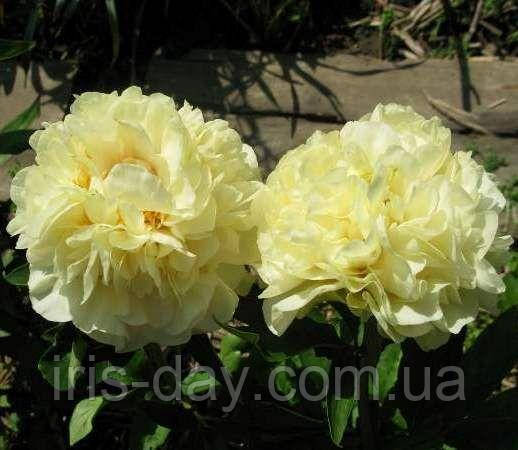 Півонія Double Friend (сажіанці), фото 1