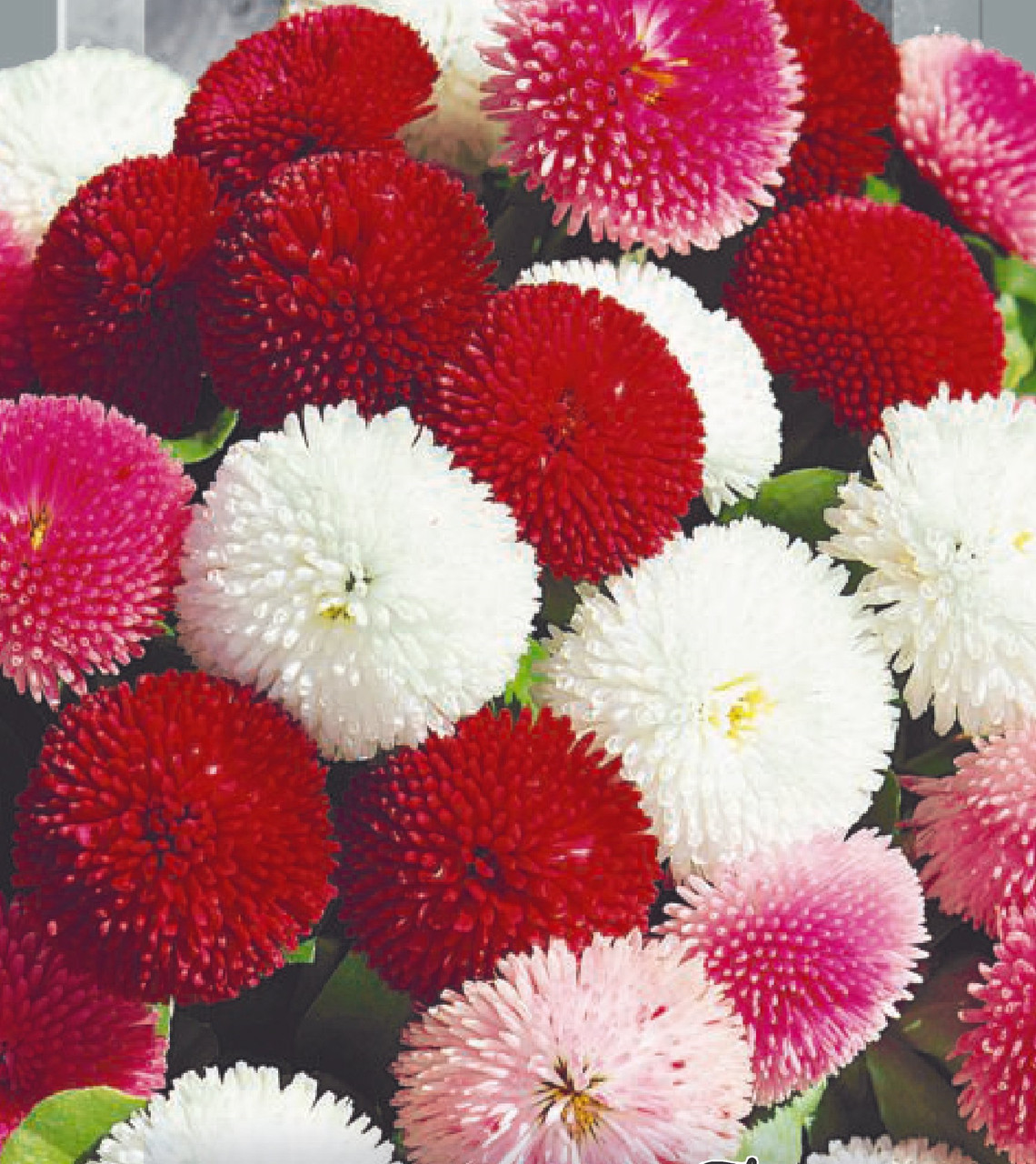 Маргаритка Помпон Суміш Професійне насіння 0,05 г, фото 1