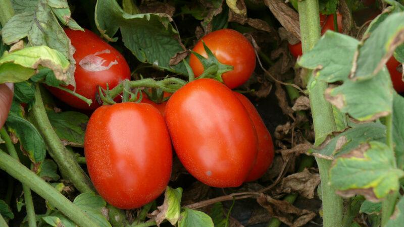 Насіння томату 1510 F1 Spark Seeds 5000