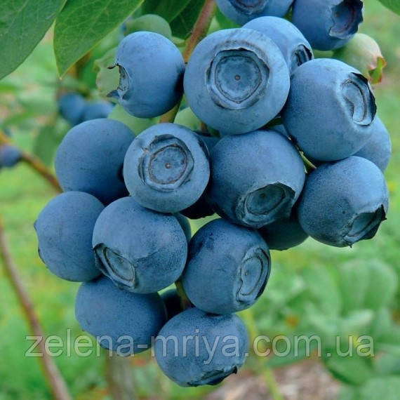 Лохина Патріот 2роки С3, фото 1