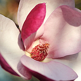 Магнолія March-Till-Frost (Мач-Тіл-Фрост) 135-140 см 5года гор.с7, фото 4