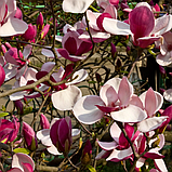 Магнолія March-Till-Frost (Мач-Тіл-Фрост) 135-140 см 5года гор.с7, фото 6