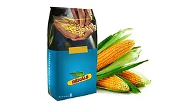 Насіння кукурудзи (ДКС) Монсанто-Monsanto DKC 3050