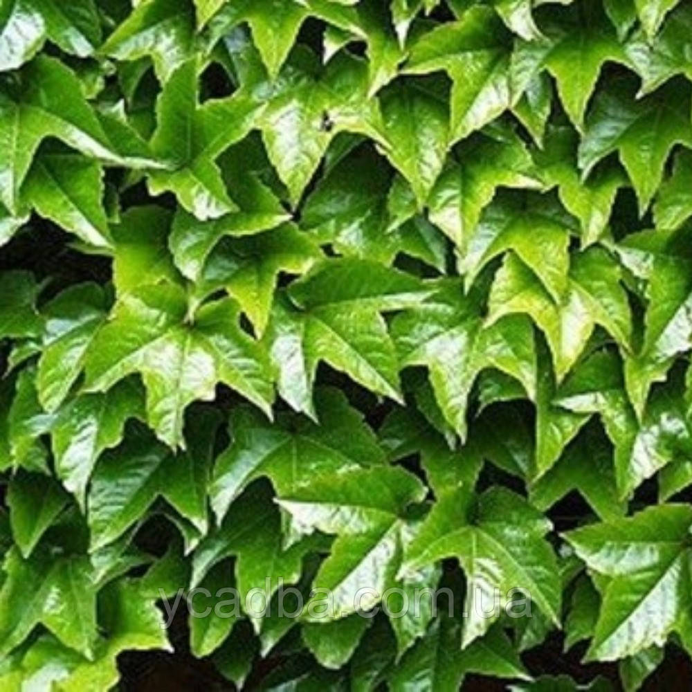 Виноград Вічі щеплений(горщик 0,5л), фото 1