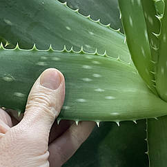 Листя Алое Вера лікарського свіжозрізані від 3років ціна за 1кг