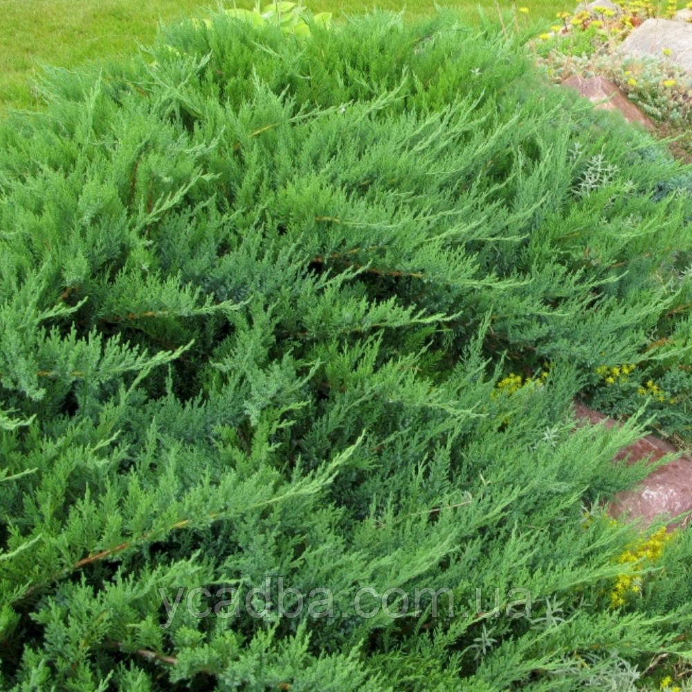 Ялівець козацький Тамарисцифолія (горщик 1.5л), фото 1