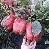 Ангус F1 (500 нас.) насіння перцю солодкого Syngenta