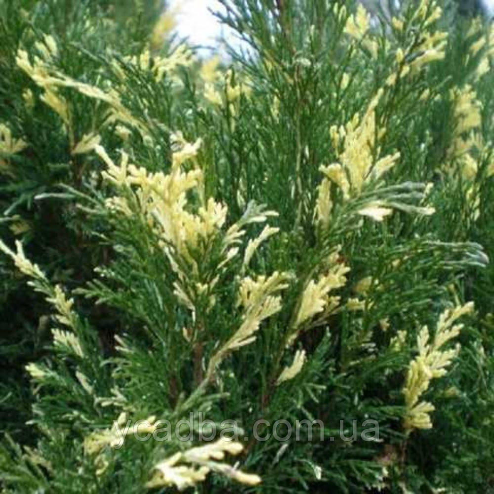 Ялівець горизонтальний Андорра Варієгата (горщик 1,5л), фото 1