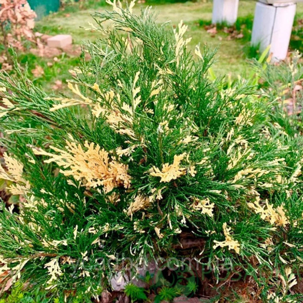 Ялівець варієгатний Сабіна (горщик 0,5л), фото 1