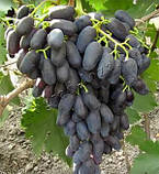 Саджанці винограду ''Акакдемік'', фото 2