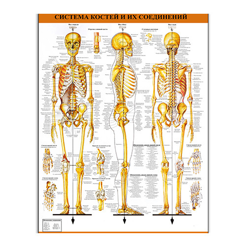 Плакат Vivay Система кісток і їх сполук А2 (4688)