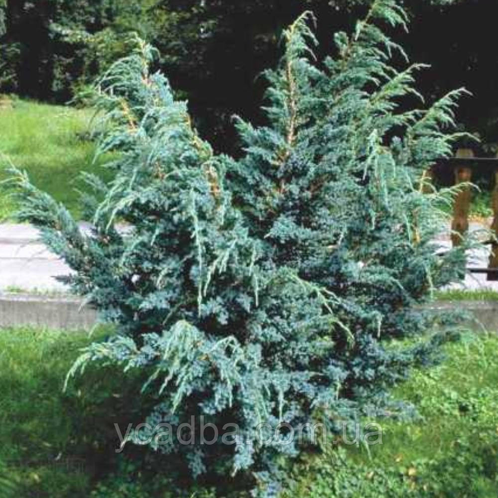 Ялівець лускатий Мейрі (горщик 0,5л)