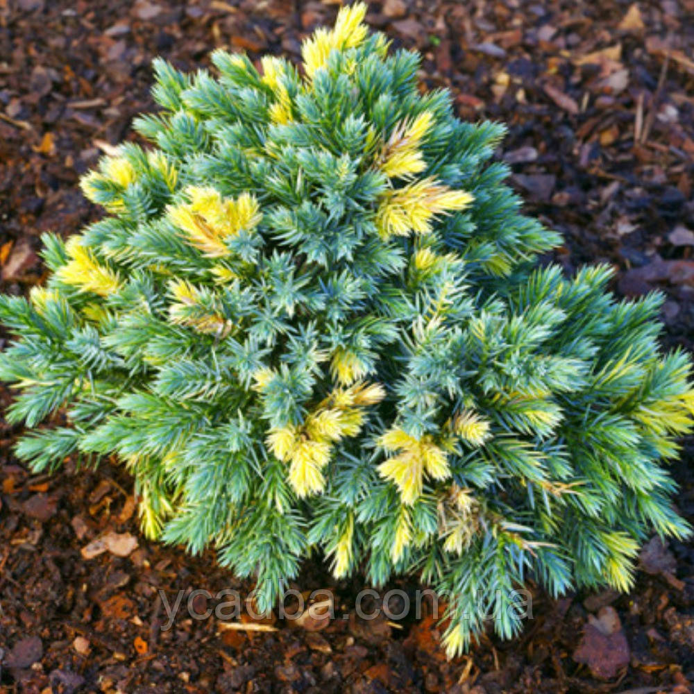 Ялівець Флореант (контейнер 0,5л), фото 1