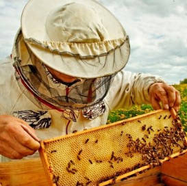 Товари для бджільства