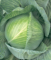Насіння Капуста "Бригадир"F1 20 шт.