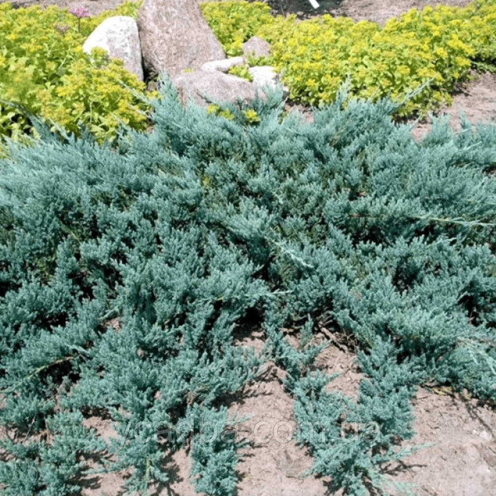 Ялівець лускатий Блю Карпет (горщик 0,5 л), фото 1