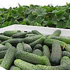 Огірок Спарта F1 (до морозів) Nunhems/Нідерланди 20 шт, фото 4