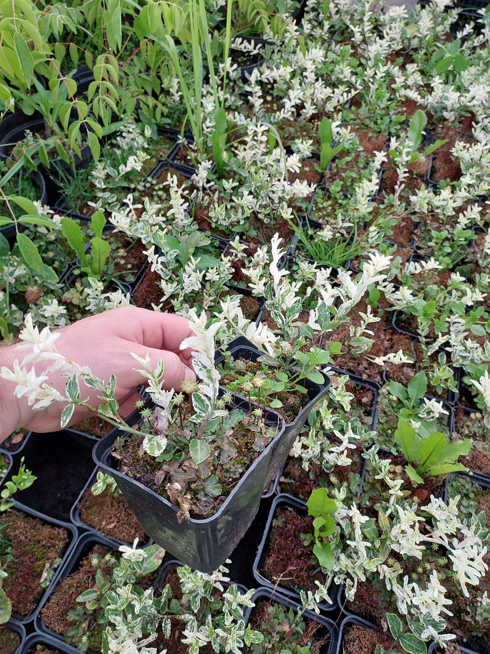 Бруслина Форчуна Арлекін, Euonymus fortunei Harlequin, контейнер P9