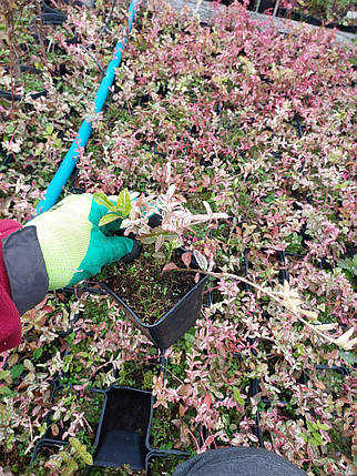 Бруслина Форчуна Арлекін, Euonymus fortunei Harlequin, контейнер P9, фото 2