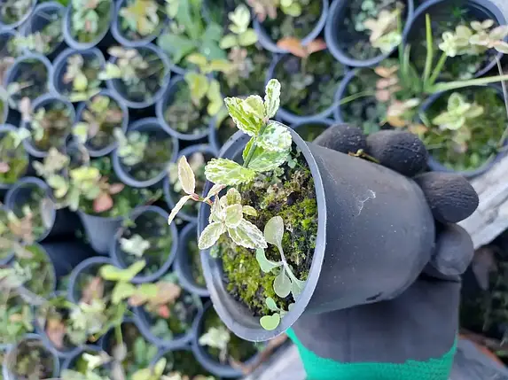 Бруслина Форчуна Арлекін, Euonymus fortunei Harlequin, контейнер P6, фото 1