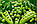 Інокулянт сухий для сої БіоМАГ Соя Інокулянт для сої, інокулянт для бобових, купити іноулянт для насіння сої, фото 9
